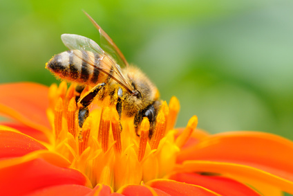 Pszczola murarka